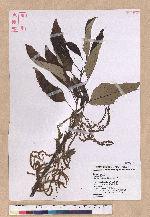 Quercus variabilis Blume 栓皮櫟