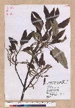 Quercus variabilis Blume 栓皮櫟