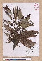 Quercus variabilis Blume 栓皮櫟