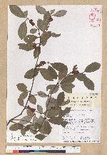 Neolitsea buisanensis Yamamoto & Kamikoti 武威山新木薑子