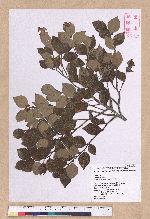 Lindera akoensis Hayata 內冬子