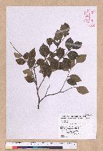 Lindera akoensis Hayata 內冬子