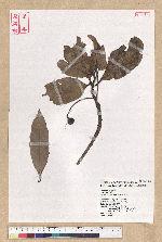 Machilus thunbergii Siebold & Zucc. 紅楠(豬腳楠)