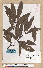 Machilus zuihoensis Hayata var. mushaensis (Lu) Y. C. Liu 青葉楠(霧社楨楠)