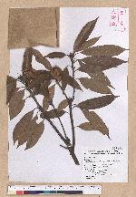 Cyclobalanopsis pachyloma (O. Seem.) Schott. 金斗椆