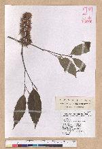 Castanopsis formosana (Skan) Hayata 臺灣栲