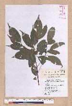 Cinnamomum philippinense (Merr.) Chang 菲律賓樟樹