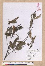 Litsea cubeba (Lour.) Persoon 山胡椒