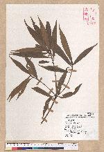 Litsea lii Chang 李氏木薑子
