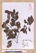 Lindera akoensis Hayata 內冬子