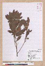 Litsea hypophaea Hayata 小梗木薑子(黃肉樹)