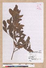 Litsea hypophaea Hayata 小梗木薑子(黃肉樹)