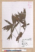 Litsea lii Chang 李氏木薑子