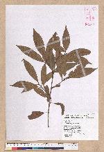 Litsea lii Chang 李氏木薑子