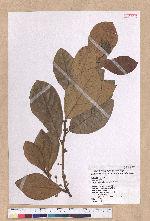 Litsea akoensis Hayata 屏東木薑子