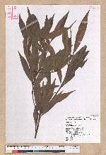 Litsea lii Chang 李氏木薑子