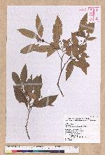 Litsea morrisonensis Hayata 玉山木薑子