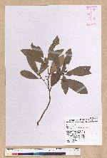 Litsea morrisonensis Hayata 玉山木薑子