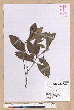 Litsea morrisonensis Hayata 玉山木薑子