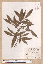 Litsea morrisonensis Hayata 玉山木薑子