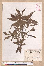 Litsea morrisonensis Hayata 玉山木薑子