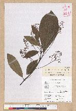 Phoebe formosana (Hayata) Hayata 臺灣雅楠
