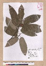 Quercus variabilis Blume 栓皮櫟