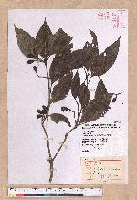 Beilschmiedia erythrophloia Hayata 瓊楠