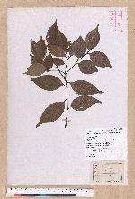 Cinnamomum brevipedunculatum C. E. Chang 小葉樟