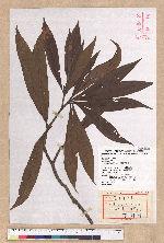 Litsea nakaii Hayata 長果木薑子