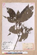 Lithocarpus lepidocarpus (Hayata) Hayata 鬼石櫟