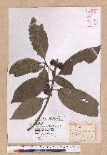Lithocarpus lepidocarpus (Hayata) Hayata 鬼石櫟