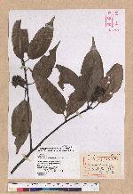 Castanopsis kawakamii Hayata 大葉苦櫧