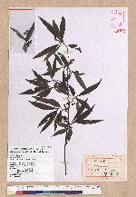 Litsea cubeba (Lour.) Persoon 山胡椒