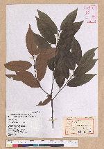 Castanopsis hystrix A. DC. 火燒柯