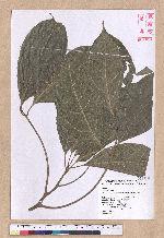 Cinnamomum micranthum (Hayata) Hayata 冇樟