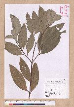 Cinnamomum austrosinense H. T. Chang 牡丹葉桂皮