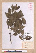 Lindera communis Hemsl. 香葉樹
