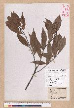 Cyclobalanopsis sessilifolia (Blume) Schottky 毽子櫟