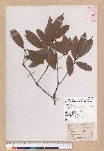 Cyclobalanopsis sessilifolia (Blume) Schottky 毽子櫟