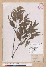 Castanopsis carlesii (Hemsl.) Hayata 長尾栲