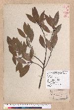 Litsea coreana H. Levl. 鹿皮斑木薑子