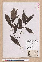 Cyclobalanopsis longinux (Hayata) Schott. var. pseudo-myrsinaefolia (Hayata) Liao 裹紫錐果櫟