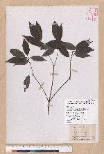 Cyclobalanopsis longinux (Hayata) Schott var. pseudo-myrisnaefolia (Hayata) Liao 裹紫錐果櫟