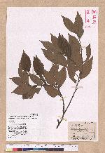 Lindera communis Hemsl. 香葉樹