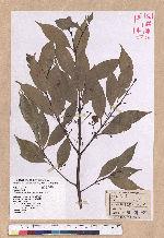 Cinnamomum insulari-montanum Hayata 山肉桂(台灣肉桂)
