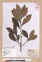Litsea akoensis Hayata 屏東木薑子