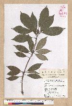 Neolitsea variabillima (Hayata) Kanehira & Sasaki 變葉新木薑子