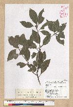 Neolitsea variabillima (Hayata) Kanehira & Sasaki 變葉新木薑子