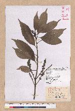 Pasania glabra (Thunb.) Oerst. 子彈石櫟